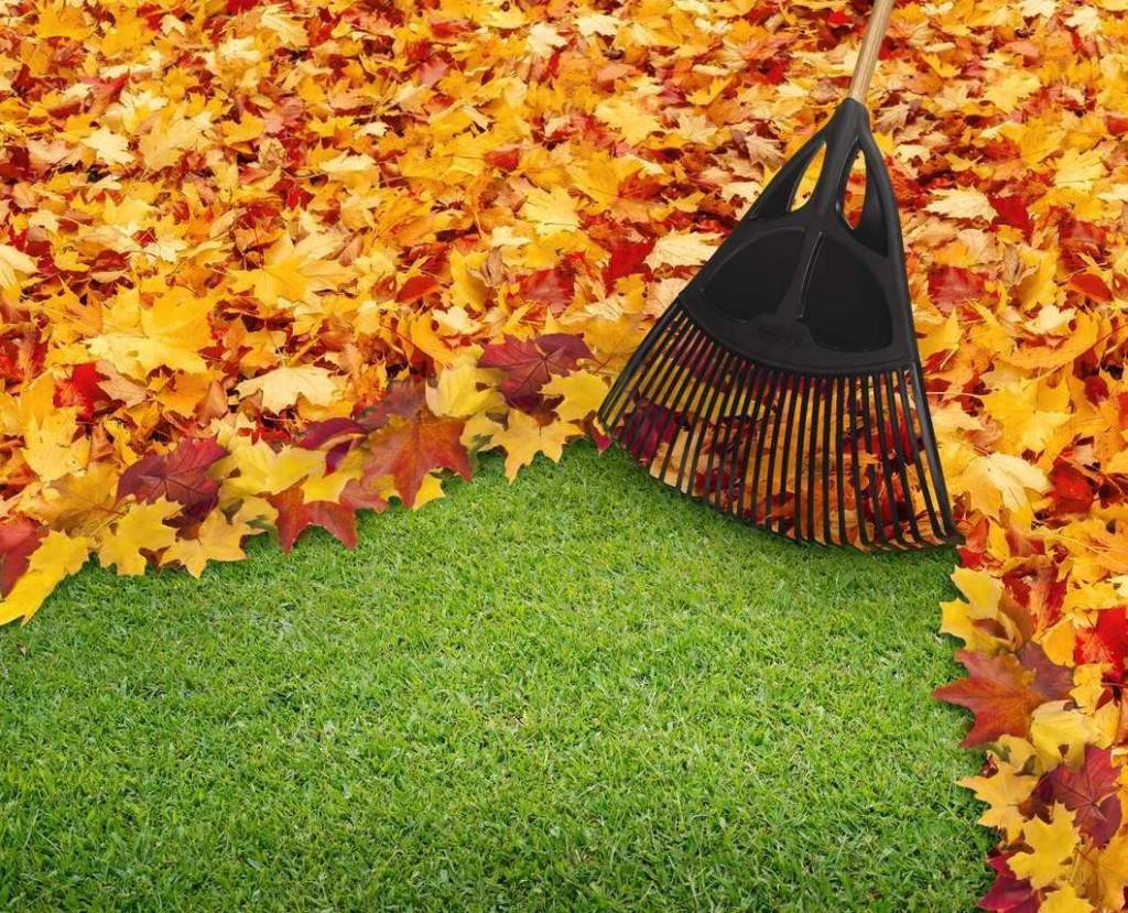 Seasonal Cleanup