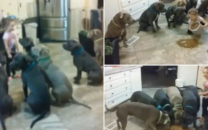 Dad Leaves Daughter with 6 Pit Bulls: Mom’s Shocking Discovery on the Camera