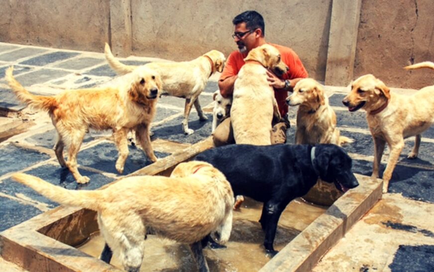 From Tragedy to Triumph: The Veteran Who Devoted His Life to Rescuing Homeless Pets